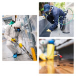 The Importance of Regular Pest Inspections